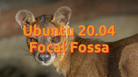 Fosa Focal Ubuntu 2004 Revela O Nome E O Adxectivo Do Seu Animal