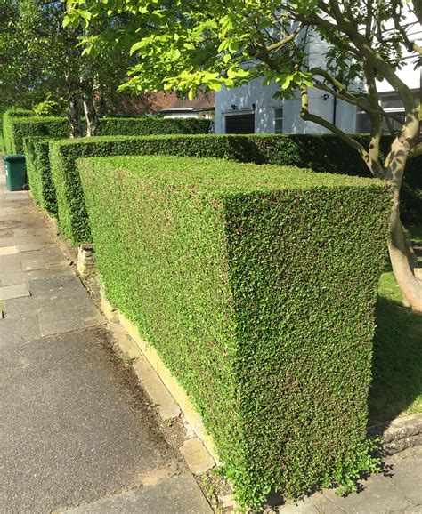 This perfectly trimmed hedge : oddlysatisfying