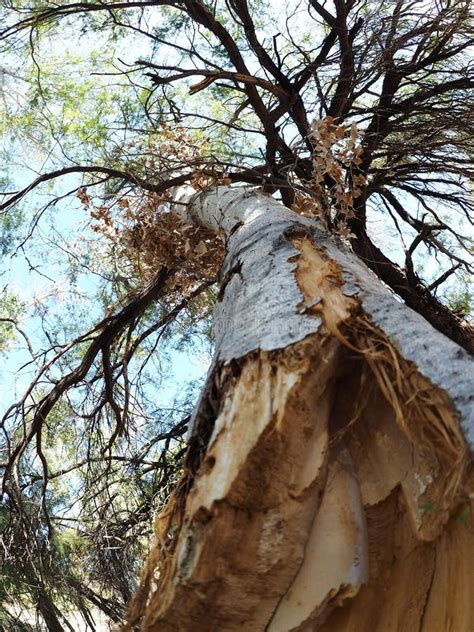 A Dead Cottonwood Trunk Hangs From The Canopy Of A Living Tree Stock