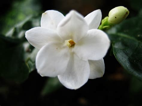 Gambar Bunga Melati Putih Tercantik
