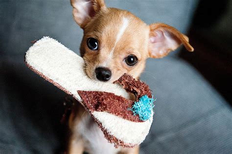 Free Picture Puppy Cute Dog Animal Funny Chihuahua