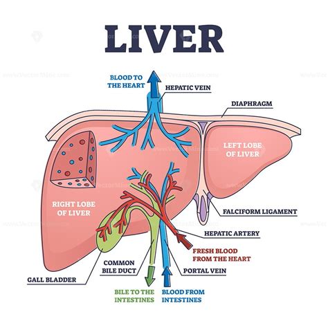 Liver Structure And Anatomical Organ Function Explanation Outline Diagram Vectormine