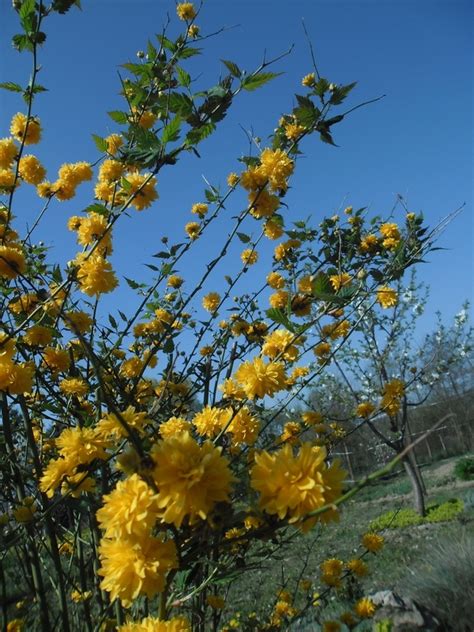 Kerria Japonica ‘pleniflora Vivum