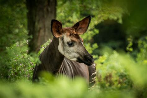 17 Surprisingly Real Animals