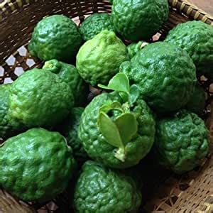Unfortunately amazon fresh does not come free with your prime membership, but there are ways to get a 1 month free trial. Fresh Kaffir Lime Fruit: Amazon.com: Grocery & Gourmet Food