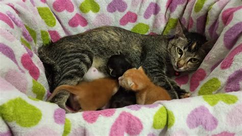 My Foster Cat Give Birth To 3 Kittens Youtube