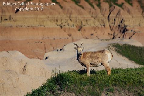 Big Horn Sheep Badlands National Park A Photo On Flickriver