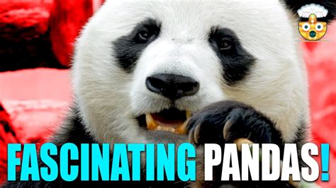 Discover The Wonders Of Pandas Jaw Dropping Facts That Will Blow Your