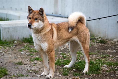 Shikoku Best Dogs Canine Pets