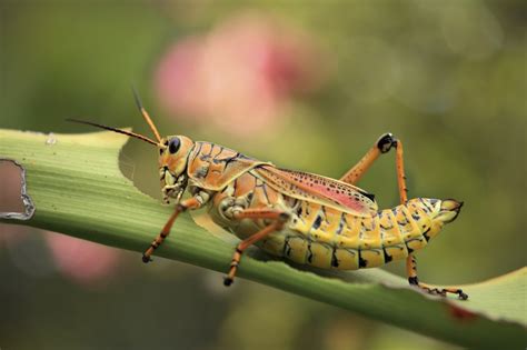 Grasshopper Control And Treatments For The Home Yard And Garden