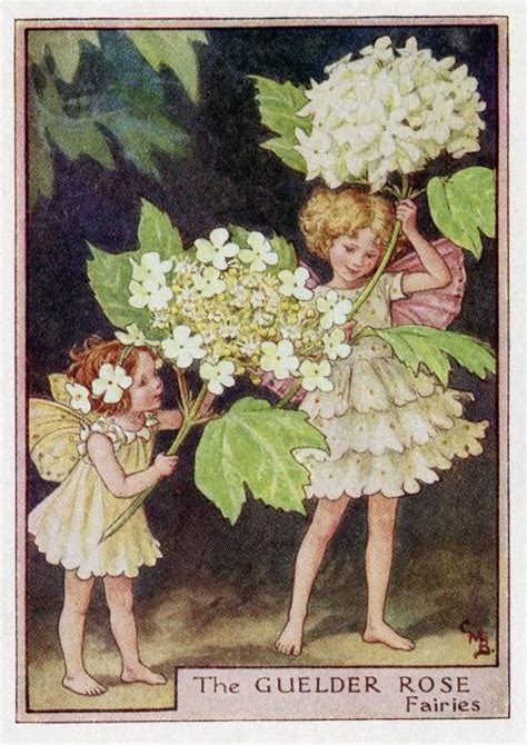 Guelder Rose Flower Fairy Vintage Print 1950s Cicely Mary Etsy