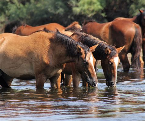 Salt River Horses Threatened by New Fencing in Tonto National Forest ...