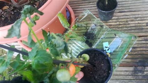 Pflanzen kamen ertränkt teilweise wurden ohne wurzeln geliefert. Tomatenpflanze "Direkt Snack" Meine Baldur Garten ...