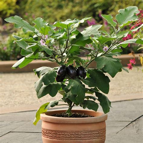 Use a natural or organic pesticide. Patio Baby Eggplant Seeds - Vegetable Garden Seeds