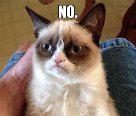 The 30 Best Grumpy Cat Memes You Can Respond To Emails With Complex
