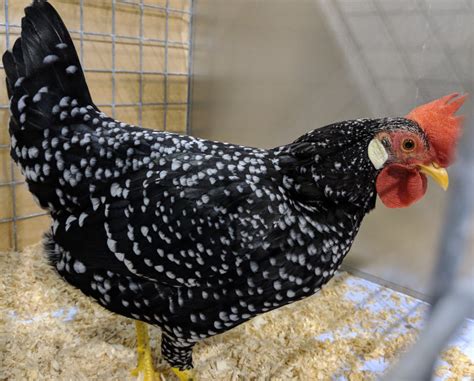 Ancona chicken breed profile. - Cluckin