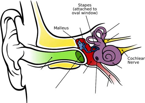 Download Image Of The Inner Ear Showing The Malleus Stapes Inner