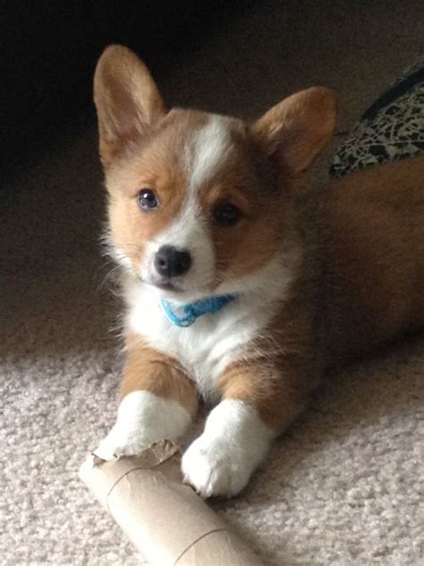 See more ideas about corgi, puppies, cute animals. 367 best Corgi Puppies! images on Pinterest | Corgi puppies, Corgi and Corgis