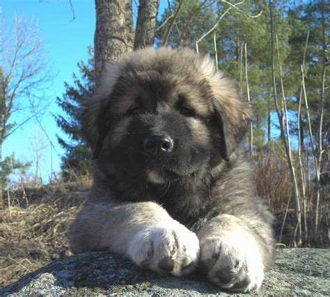 Pin By Chelsea Soudipour On Aw Dorable Caucasian Mountain Dog