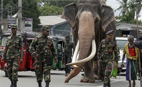 Sri Lanka This Elephant Has 24x7 Security Escort When He Moves