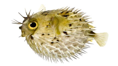 Archaeology Of Seafood Blowfish Pufferfish Chefs Mandala