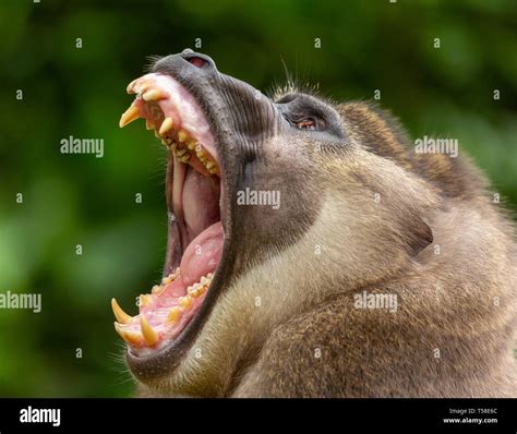 Monkey Teeth Hi Res Stock Photography And Images Alamy