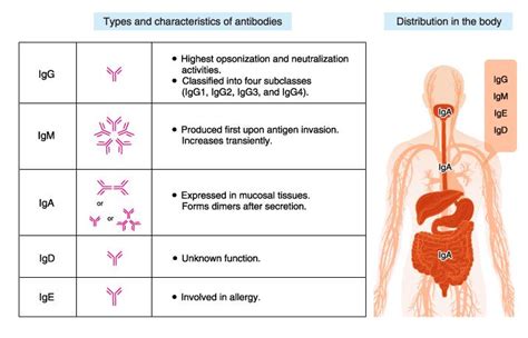 Types Of Antibodies Elisa Tests