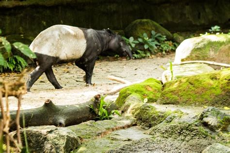 A video that i made about some interesting or endemic species in indonesia as part of a class project. Sumatra Wildlife - Animals and Birdlife in Indonesia - Wild Sumatra