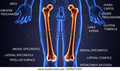 3d Illustration Skeleton Femur Bone Anatomy Stock Illustration