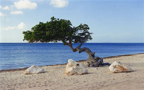 Photo Of Aruba Divi Divi Tree At Eagle Beach Mutter Natur Natur Wald