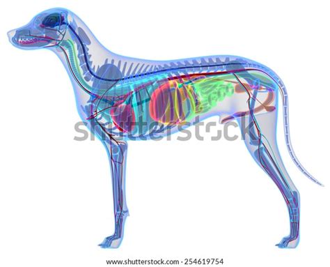 Dog Anatomy Internal Organs Stock Illustration 254619754 Shutterstock