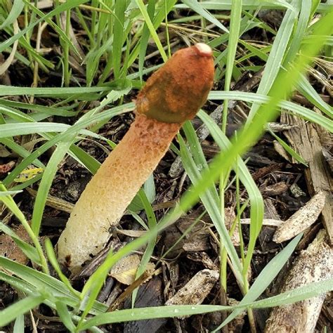 Devils Stinkhorn Phallus Rubicundus Photo By Abaker In July I