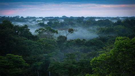 Amazon Rainforest When to Go - Rainy Season, Weather, Wildlife, Advice