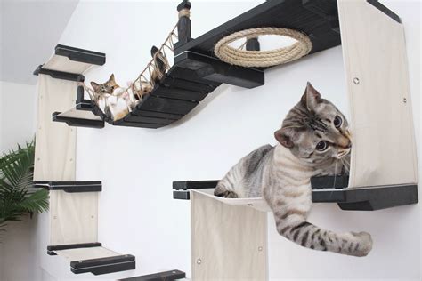 cat wall climbers buy the best and latest cat wall climbers on offer the quality