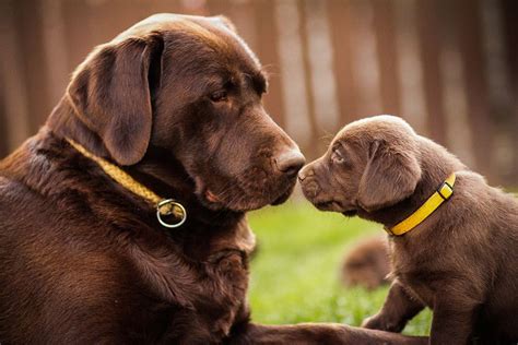 Gorgeous Chocolate Labrador Retrievers Pet Photography Labs Dog