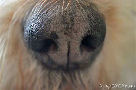 5 Facts About A Dogs Nose Mygbgvlife