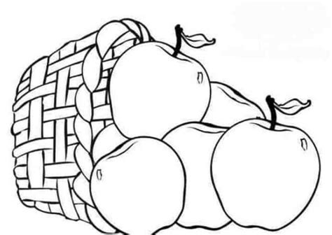 sketsa gambar buah buahan yang mudah dan lengkap cocok bagi pemula baru belajar menggambar