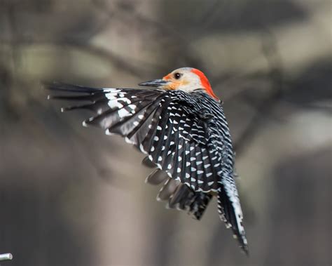 Red-Bellied Woodpecker | Shutterbug