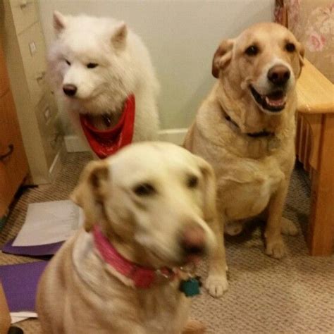 The Js And Their Cuz Samoyed Labrador Retriever Dogs