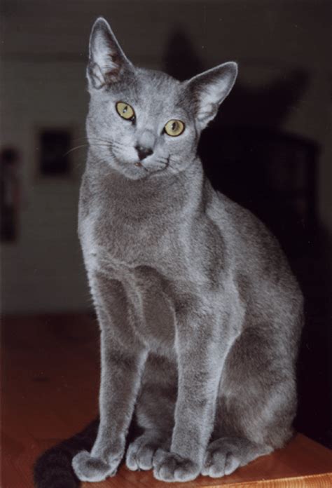 Russian Blue Is On The List Of Approved Breeds For My Next