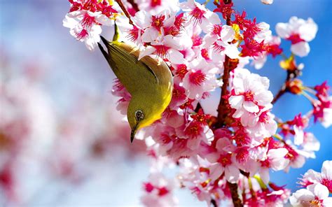 Bird In Cherry Blossoms Cherry Blossom Wallpaper Cherry Blossom