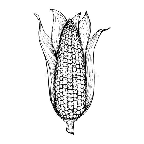Corn On The Cob Hand Drawn Vector Illustration Corn Sketch Illustration Stock Vector