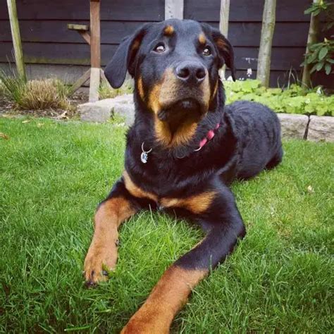 40 Brilliant Rottweiler Mixes Discover The Perfect Rottie Mix Wowpooch