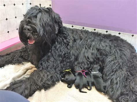 Black russian terriers become very protective as they mature. Czar's Warriors - Black Russian Terrier Puppies For Sale