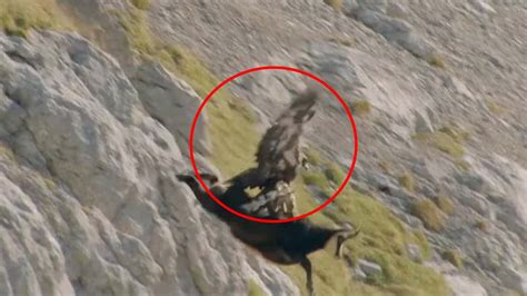 Watch Golden Eagle Vs Mountain Goat