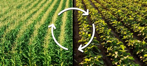 The Benefits Of Crop Rotation And Diversity Us Farmers And Ranchers