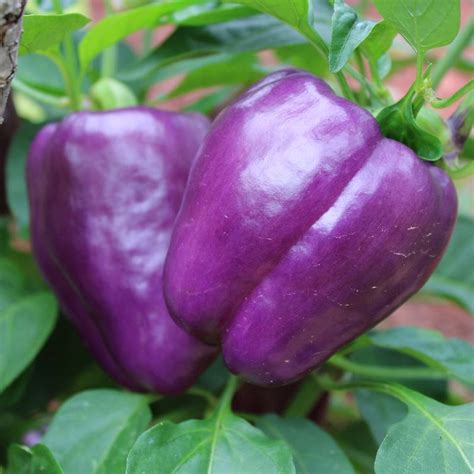 Purple Beauty Bell Pepper Seeds Everwilde Farms