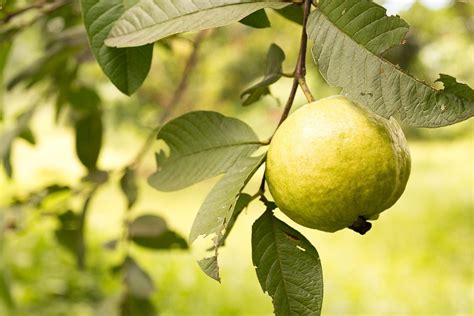 Popular Guava Fruit Trees What Are The Different Varieties Of Guava