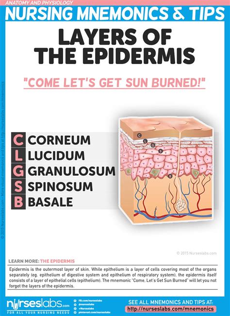 Moms Hub Layers Of The Epidermis Of The Skin