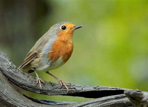 Das rotkehlchen ist ein kleiner vogel aus der familie der fliegenschnäpper. Rotkehlchen (Forum für Naturfotografen)
